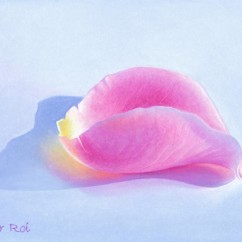 Rose Petal (3)