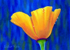 California Poppy